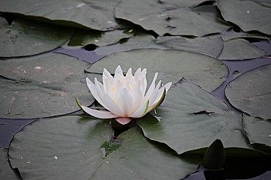 SE发布《最终幻想7重制过渡版》神秘活动预告 与赤红十三有关